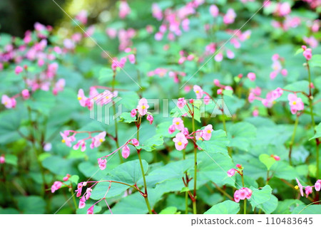 Shiu-kaido之花 Shiu-kaido之花 110483645