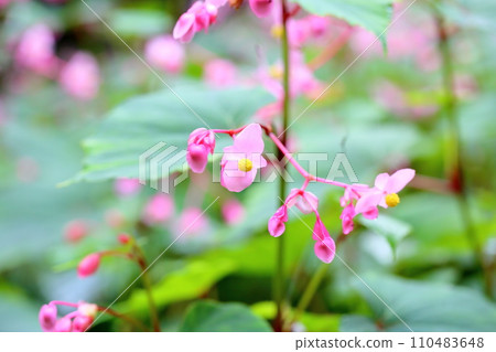 Shiu-kaido之花 110483648