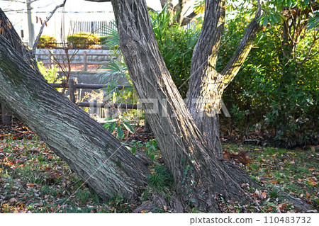 埼玉市荒川運動公園街沿線的冬季模式、雙乾雜樹的冬季風景 110483732