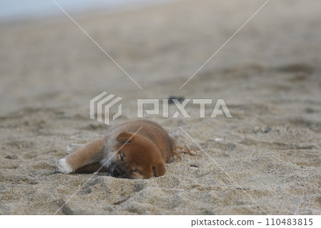 正在午睡的柴犬小狗 110483815