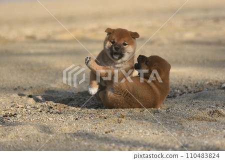 cute shiba inu puppy cute shiba inu puppy 110483824