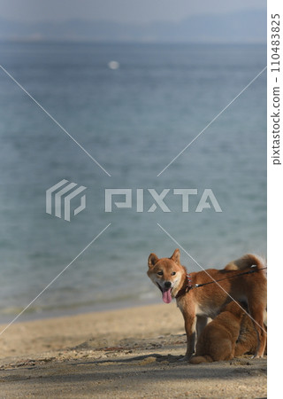 Shiba Inu family playing in the sea Shiba Inu family playing in the sea 110483825