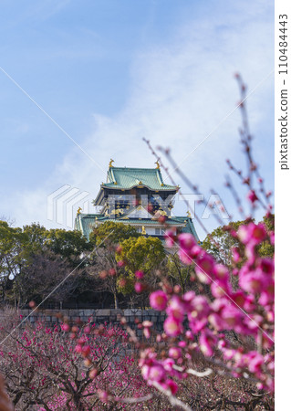 Osaka Castle castle tower seen from the Osaka Castle plum grove in full bloom 110484443