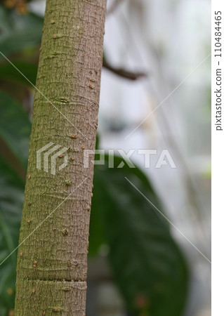 薩加里巴納樹皮 110484465