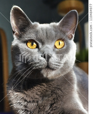 Chartreux“人工智慧生成影像” 110484977