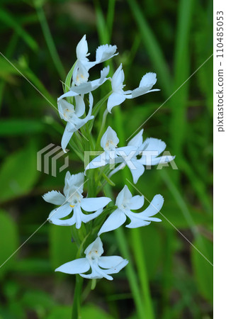 鵝毛玉鳳花 鵝毛玉鳳花 110485053