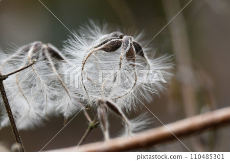 The beautiful feathery fluff that grows from the seeds of ripe fruit after the flowers bloom 110485301