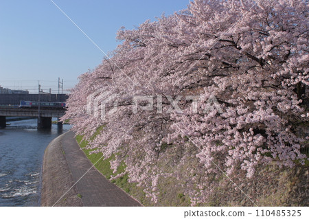 京都鴨川櫻花樹和火車 110485325