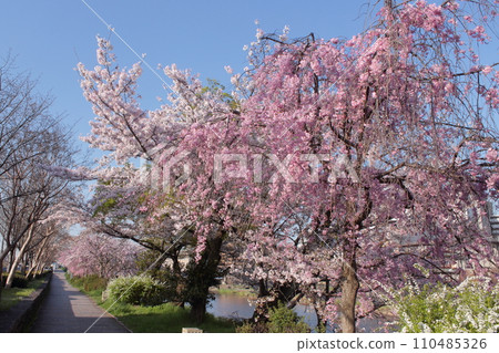 一排櫻花樹在京都鴨川 110485326