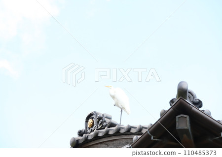 白鷺鷥棲息在屋頂上 110485373