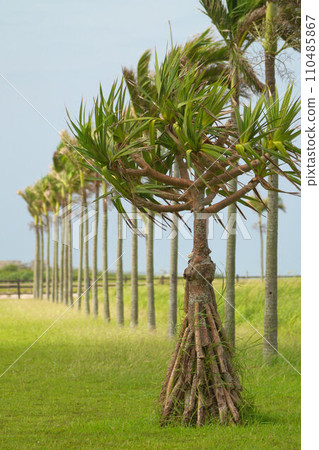 Coconut swaying in the wind 110485867