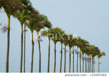 Coconut swaying in the wind 110485868