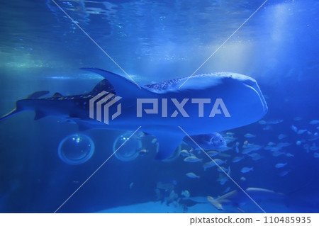 Big whale shark at Notojima Aquarium before the earthquake 110485935
