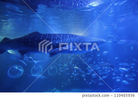 Notojima Aquarium before the earthquake: Whale shark in the tank 110485936