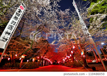[愛知縣] 愛知縣名古屋市護國神社夜間櫻花燈火通明 110486050