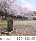 Spring cherry blossoms at Sanno Park in Sanno-cho, Inage-ku, Chiba City, Chiba Prefecture. It's a very spacious place for a walk on a sunny day. 110486145