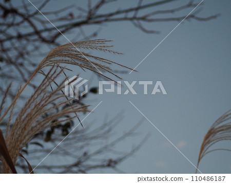 Susuki shining in the blue sky 110486187