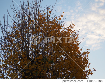樹木和天空 110486188