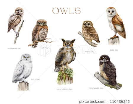 Owl set. Watercolor painted illustration. Different types of owl bird collection. Hand drawn barn, snowy, spectacled, burrowing owl, pigmy owlet. Forest wildlife predator avians. White background Owl set. Watercolor painted illustration. Different types of owl bird collection. Hand drawn barn, snowy, spectacled, burrowing owl, pigmy owlet. Forest wildlife predator avians. White background 110486245