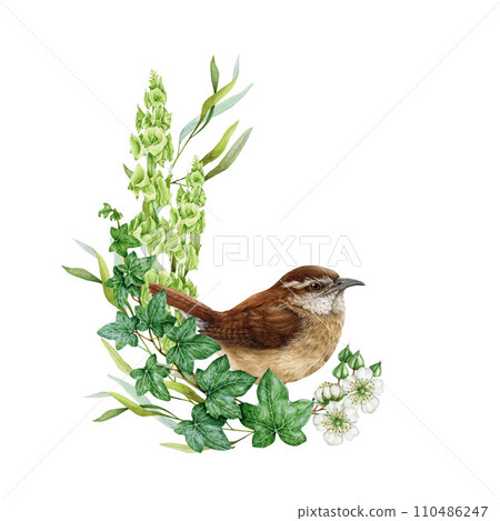 Garden bird with green leaf decor. Watercolor painted illustration. Wren with ivy leaves, flowers decoration. Vintage style bird illustration. Isolated on white background 110486247