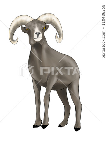 Realistic bighorn illustration 110486259