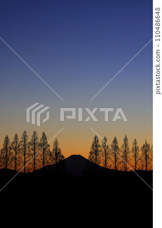 Mt. Fuji at dusk through the Metasequoia trees Mt. Fuji at dusk through the Metasequoia trees 110486648
