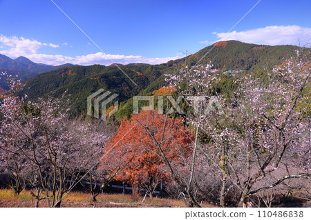 A view of the combination of winter cherry blossoms in full bloom and autumn leaves from the hill of Sakurayama Park, a famous spot for winter cherry blossoms in Sanbagawa, Fujioka City, Gunma Prefecture. 110486838