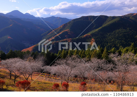 A view of the combination of winter cherry blossoms in full bloom and autumn leaves from the hill of Sakurayama Park, a famous spot for winter cherry blossoms in Sanbagawa, Fujioka City, Gunma Prefecture. A view of the combination of winter cherry blossoms in full bloom and autumn leaves from the hill of Sakurayama Park, a famous spot for winter cherry blossoms in Sanbagawa, Fujioka City, Gunma Prefecture. 110486913
