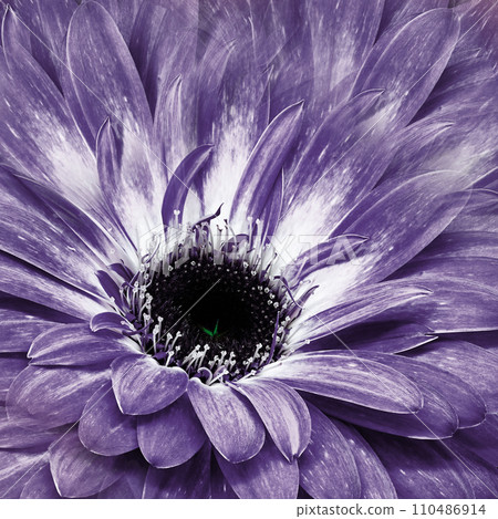 Flower gerbera. Floral background. Close-up. Nature.. Flower gerbera. Floral background. Close-up. Nature.. 110486914