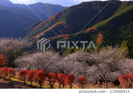 從群馬縣藤岡市三波川的冬櫻花名勝櫻山公園的山上眺望,冬櫻花與秋葉的結合。 從群馬縣藤岡市三波川的冬櫻花名勝櫻山公園的山上眺望,冬櫻花與秋葉的結合。 110486915