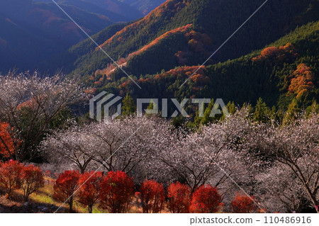 從群馬縣藤岡市三波川的冬櫻花名勝櫻山公園的山上眺望,冬櫻花與秋葉的結合。 從群馬縣藤岡市三波川的冬櫻花名勝櫻山公園的山上眺望,冬櫻花與秋葉的結合。 110486916