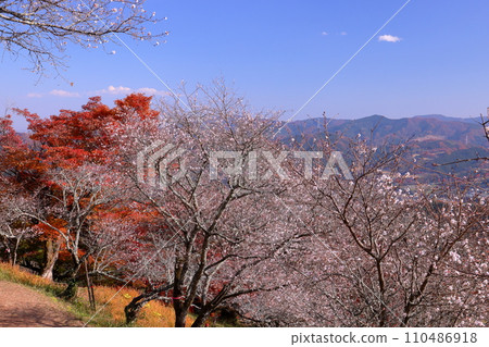A view of the combination of winter cherry blossoms in full bloom and autumn leaves from the hill of Sakurayama Park, a famous spot for winter cherry blossoms in Sanbagawa, Fujioka City, Gunma Prefecture. 110486918