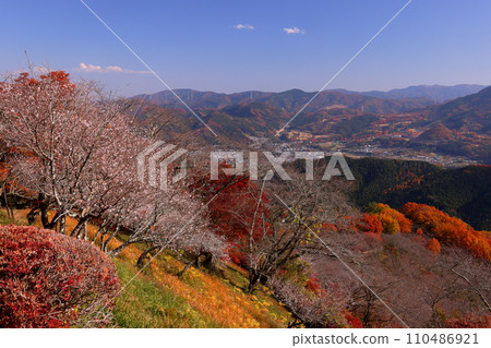 從群馬縣藤岡市三波川的冬櫻花名勝櫻山公園的山上眺望，冬櫻花與秋葉的結合。 110486921