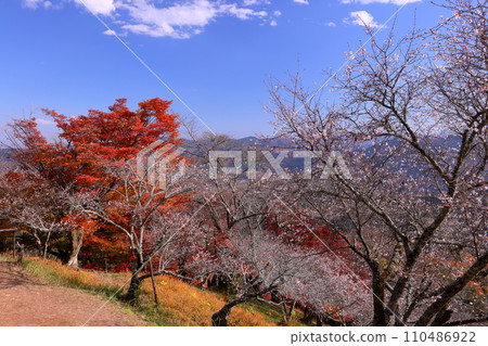 從群馬縣藤岡市三波川的冬櫻花名勝櫻山公園的山上眺望，冬櫻花與秋葉的結合。 110486922