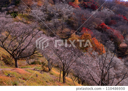 從群馬縣藤岡市三波川的冬櫻花名勝櫻山公園的山上眺望，冬櫻花與秋葉的結合。 110486930