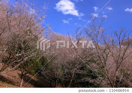 冬櫻花名勝群馬縣藤岡市三波川櫻山公園的冬櫻花景色 110486954