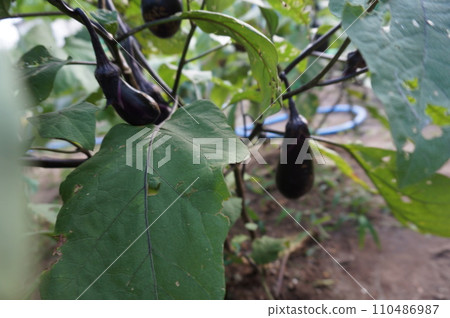 茄子 110486987
