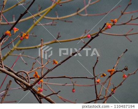 紅色種子包裹在衛矛科的假種皮中。 紅色種子包裹在衛矛科的假種皮中。 110487194