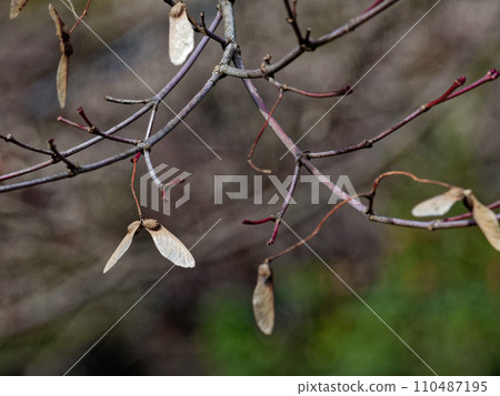 無患子科日本楓樹的有翅果 無患子科日本楓樹的有翅果 110487195