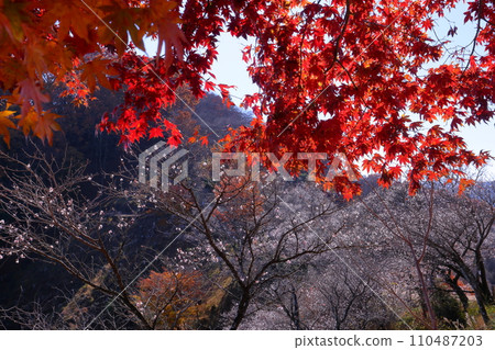 A view of autumn leaves and winter cherry blossoms in full bloom at Sakurayama Park, a famous winter cherry blossom viewing spot in Sanbagawa, Fujioka City, Gunma Prefecture. 110487203
