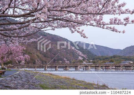 Arashiyama, Kyoto: Cherry blossoms in full bloom and Togetsukyo Bridge early in the morning 110487224