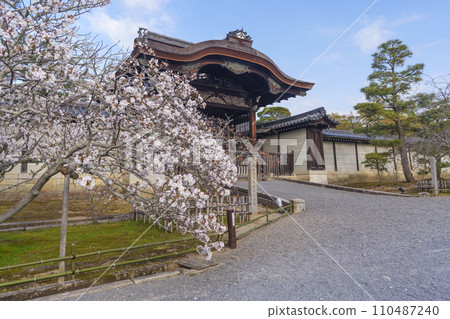 Spring in Kyoto: Ninnaji Temple: Imperial Gate surrounded by cherry blossoms 110487240