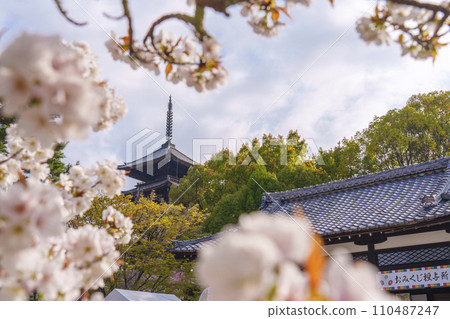 Kyoto in spring, Ninnaji Temple, cherry blossoms and five-storied pagoda 110487247