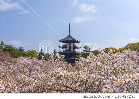 Spring in Kyoto, Ninnaji Temple, Omuro cherry blossoms and five-storied pagoda 110487255