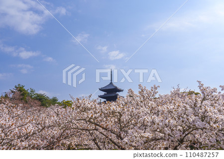Spring in Kyoto, Ninnaji Temple, Omuro cherry blossoms and five-storied pagoda 110487257