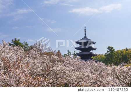 Spring in Kyoto, Ninnaji Temple, Omuro cherry blossoms and five-storied pagoda 110487260