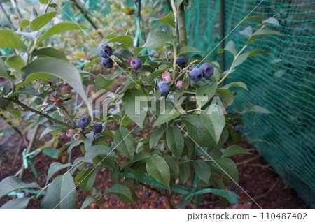 blueberry blueberry 110487402
