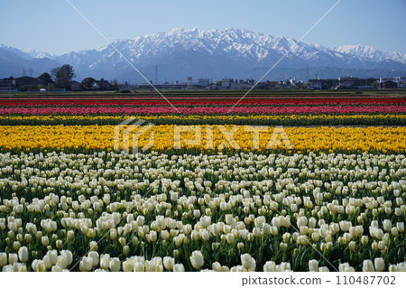 Tulip field 1 on Nyuzen Flower Road in Nyuzen Town, Toyama Prefecture 110487702