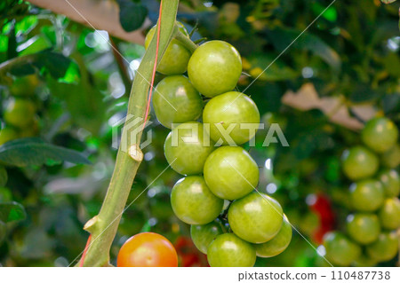 Garden tomatoes 110487738