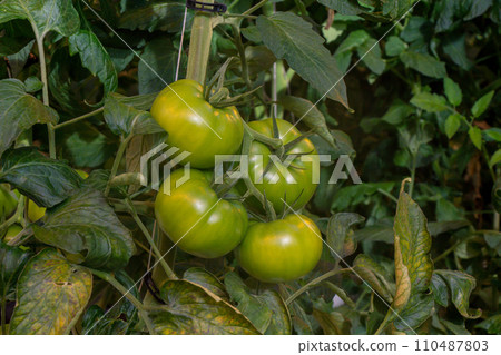 Garden tomatoes Garden tomatoes 110487803